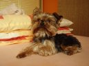 Photos: Yorkshire terrier (Dog standard) (pictures, images)