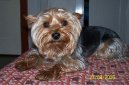 Photos: Yorkshire terrier (Dog standard) (pictures, images)