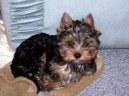 Photos: Yorkshire terrier (Dog standard) (pictures, images)