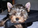 Photos: Yorkshire terrier (Dog standard) (pictures, images)