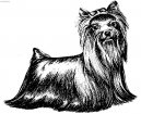 Photos: Yorkshire terrier (Dog standard) (pictures, images)