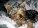 Photos: Yorkshire terrier (Dog standard) (pictures, images)