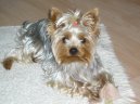 Photos: Yorkshire terrier (Dog standard) (pictures, images)