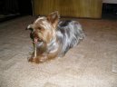 Photos: Yorkshire terrier (Dog standard) (pictures, images)