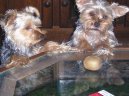 Photos: Yorkshire terrier (Dog standard) (pictures, images)