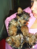 Photos: Yorkshire terrier (Dog standard) (pictures, images)