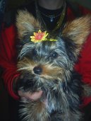 Photos: Yorkshire terrier (Dog standard) (pictures, images)