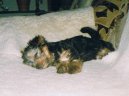 Photos: Yorkshire terrier (Dog standard) (pictures, images)