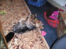 Photos: Yorkshire terrier (Dog standard) (pictures, images)