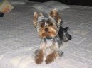 Photos: Yorkshire terrier (Dog standard) (pictures, images)