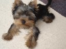 Photos: Yorkshire terrier (Dog standard) (pictures, images)