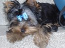 Photos: Yorkshire terrier (Dog standard) (pictures, images)