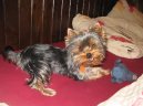 Photos: Yorkshire terrier (Dog standard) (pictures, images)