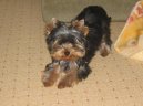 Photos: Yorkshire terrier (Dog standard) (pictures, images)