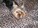 Photos: Yorkshire terrier (Dog standard) (pictures, images)