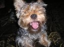 Photos: Yorkshire terrier (Dog standard) (pictures, images)