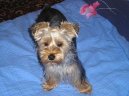 Photos: Yorkshire terrier (Dog standard) (pictures, images)