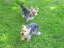 Photos: Yorkshire terrier (Dog standard) (pictures, images)