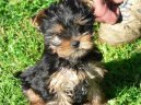 Photos: Yorkshire terrier (Dog standard) (pictures, images)