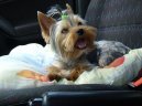 Photos: Yorkshire terrier (Dog standard) (pictures, images)