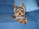 Photos: Yorkshire terrier (Dog standard) (pictures, images)