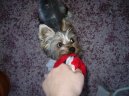 Photos: Yorkshire terrier (Dog standard) (pictures, images)