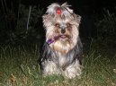 Photos: Yorkshire terrier (Dog standard) (pictures, images)