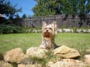 Photos: Yorkshire terrier (Dog standard) (pictures, images)