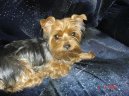 Photos: Yorkshire terrier (Dog standard) (pictures, images)