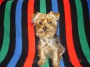 Photos: Yorkshire terrier (Dog standard) (pictures, images)