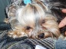 Photos: Yorkshire terrier (Dog standard) (pictures, images)