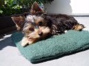 Photos: Yorkshire terrier (Dog standard) (pictures, images)