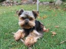 Photos: Yorkshire terrier (Dog standard) (pictures, images)