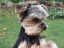 Photos: Yorkshire terrier (Dog standard) (pictures, images)