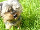 Photos: Yorkshire terrier (Dog standard) (pictures, images)